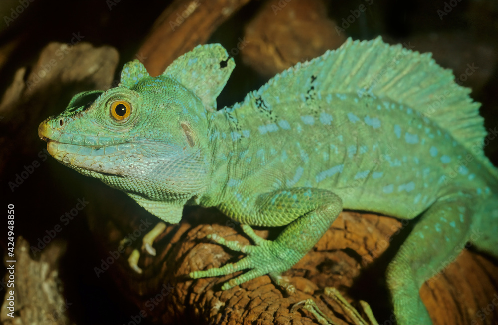 Fototapeta premium Plumed basilisk