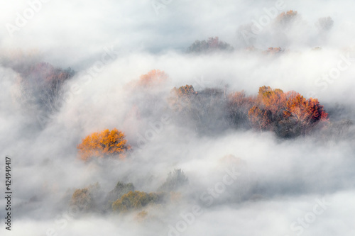 Autumn forest wrapped by mist at dawn 
