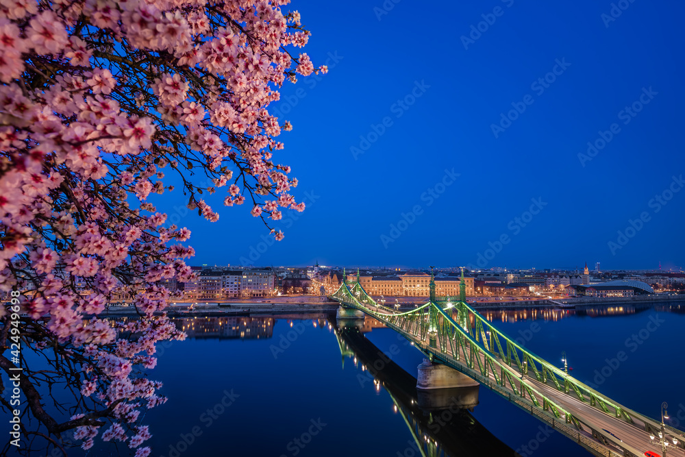 Budapest, Hungary - Illuminated Liberty Bridge over River Danube at dusk with cherry blossom tree at foreground taken from Gellert Hill. Spring has arrived in Budapest