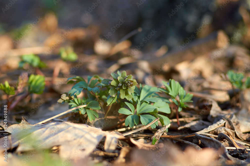 Violet spring flowers of corydalis grows Violet spring flowers of corydalis grows