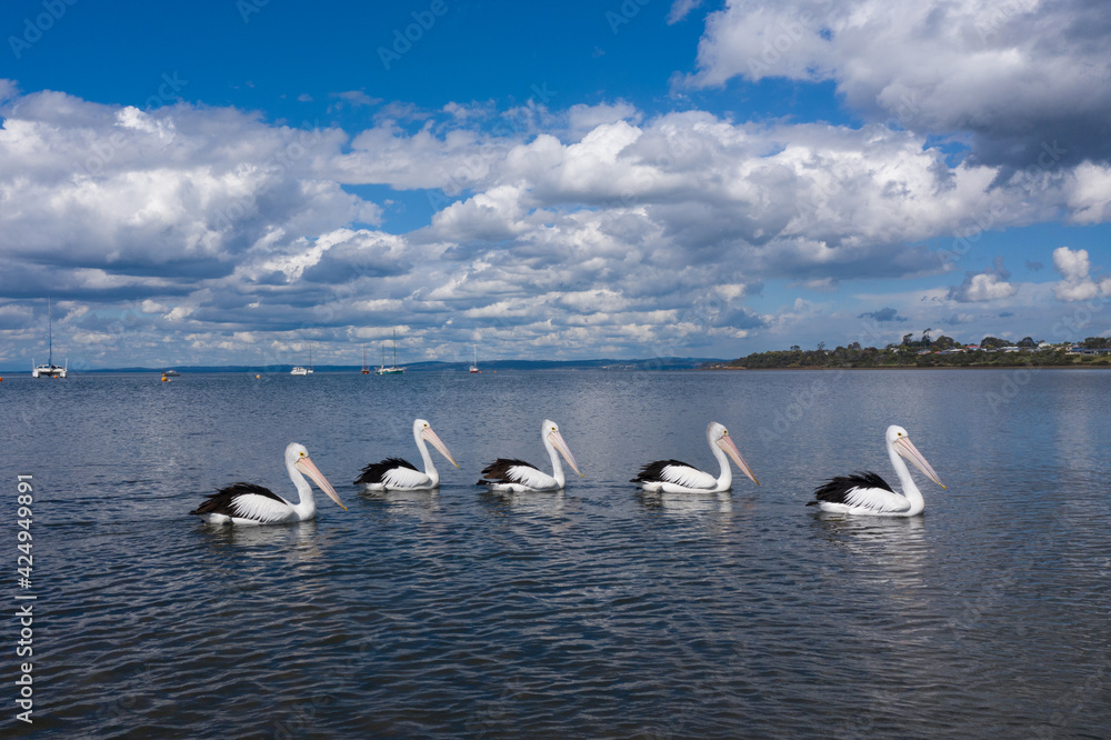 5 Pelicans In A Row