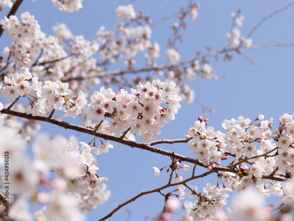 サクラと青空 サクラと青空
