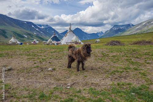 Reindeer husky against the background of a reindeer herders camp on a cloudy August day. Yamal, Russia photo