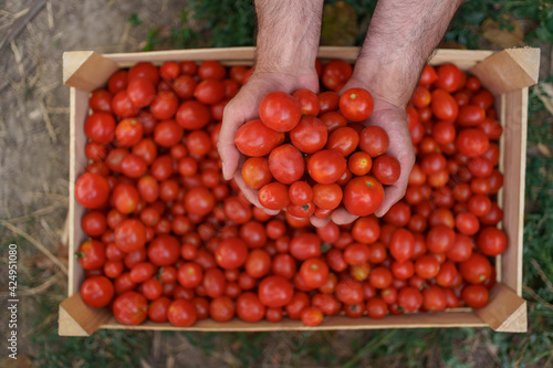 Close up farmer hands holding in his hands fresh organic tomatoes over a crate of tomatoes. Healthy food