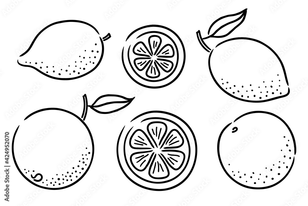 Set of hand-drawn citrus fruits Set of hand-drawn citrus fruits