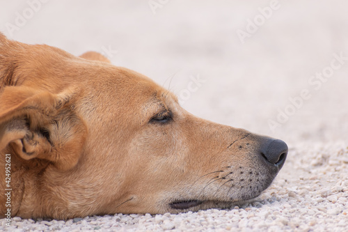 Adorable cute sleepy golden brown dog relaxing, sleeping and lying on the ground on white pebbles with eyes closed dreaming of something nice, tired and peaceful puppy closeup, canine