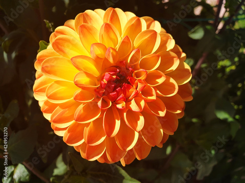 Yellow and orange dahlia pinnata flower blooming on a sunny day.