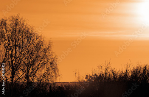 Silhouettes of birches and undergrowth at sunrise. Selective focus.