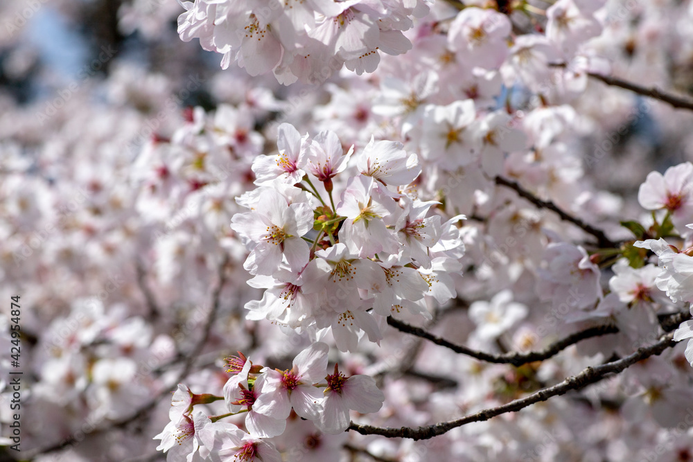 風景素材　園城寺（三井寺）の美しい桜の花