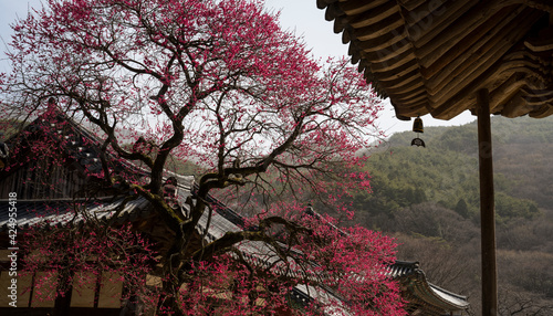 구례 화엄사 기와지붕 사이로 보는 홍매화 photo