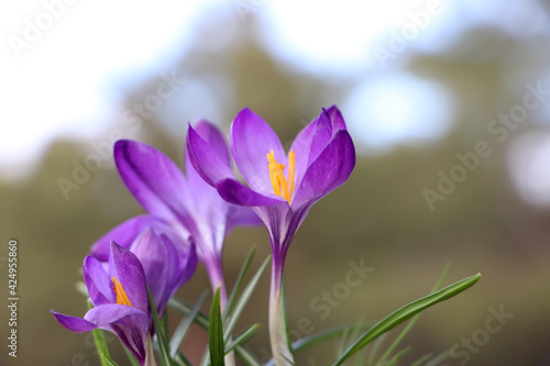 Fototapeta Naklejka Na Ścianę i Meble -  Fresh purple crocus flowers growing on blurred background