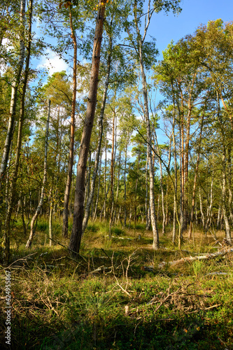 Naturschutzgebiet Ribnitzer Gro  es Moor im Stadtforst Ribnitz-Damgarten  Landkreis Vorpommern-R  gen und Landkreis Rostock  Mecklenburg Vorpommern   Deutschland