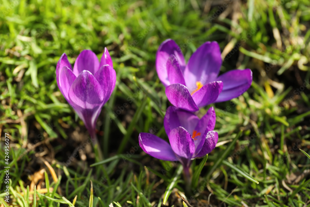 Beautiful purple crocus flowers growing in garden Beautiful purple crocus flowers growing in garden