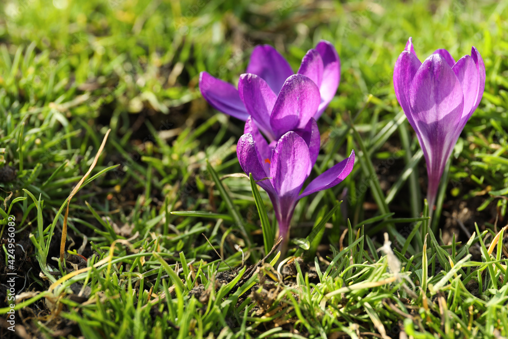Beautiful purple crocus flowers growing in garden Beautiful purple crocus flowers growing in garden
