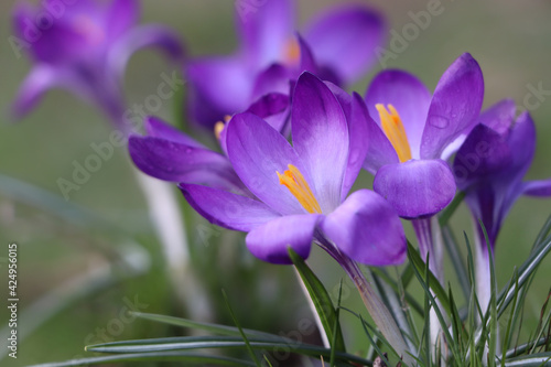 Fototapeta Naklejka Na Ścianę i Meble -  Fresh purple crocus flowers growing on blurred background, closeup