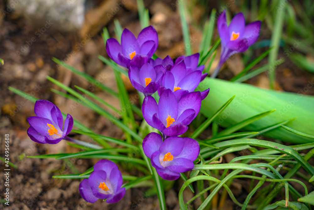 Fototapeta premium Der blaue Krokus ist einer der ersten Blüher im Frühling