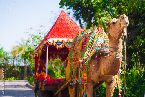 colorfully decorated regal camel decked in colorful tie and dye cloth, loops and bridle standing majestically waiting for the animal festival in pushkar bikaner rajasthan india