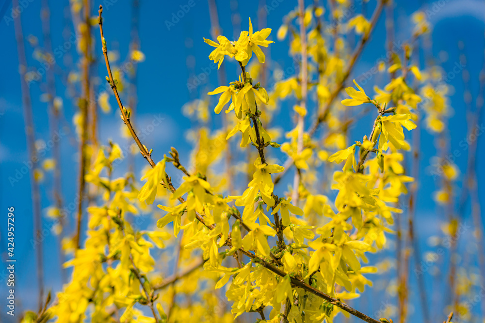 Die Forsythie ist einer der ersten Blühpflanzen in Deutschland im Frühling. Die Forsythie ist einer der ersten Blühpflanzen in Deutschland im Frühling.