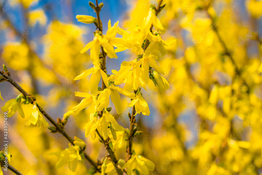 Die Forsythie ist einer der ersten Blühpflanzen in Deutschland im Frühling. Die Forsythie ist einer der ersten Blühpflanzen in Deutschland im Frühling.