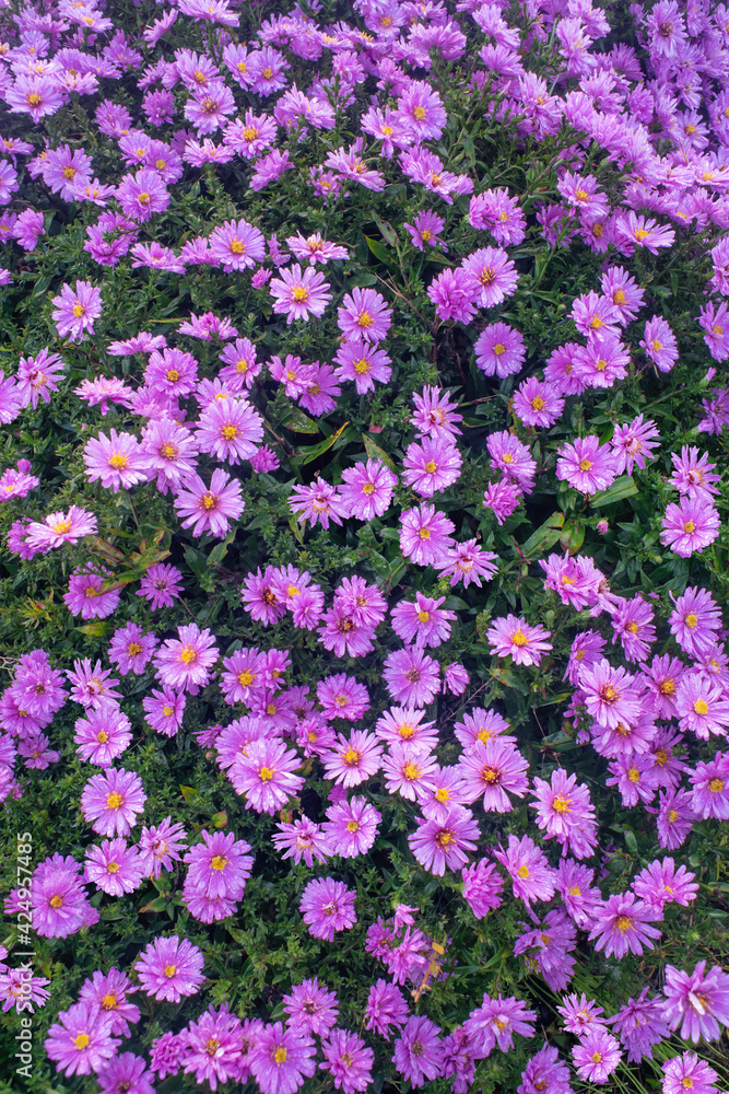 Naklejka premium Michaelmas daisy blossoms in autumn