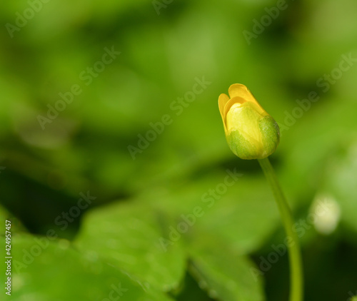 Petite fleur sauvage