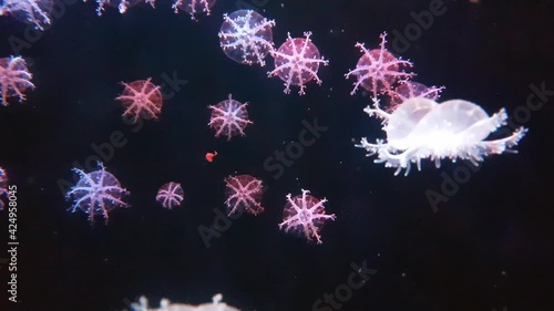 Upside-down jellyfish swimming in a tank. Cassiopea ornata.