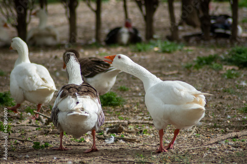 Patos en los jardines del principe del palacio de Aranjuez