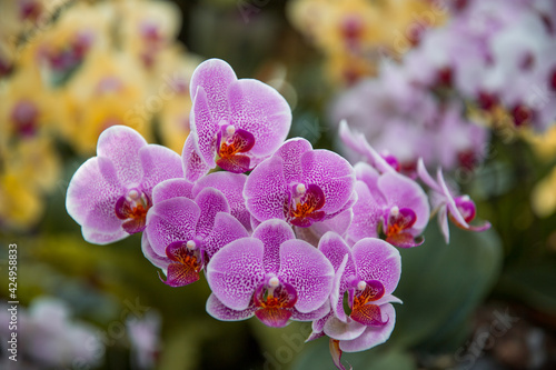 Phalaenopsis or moth orchids on the natural background.