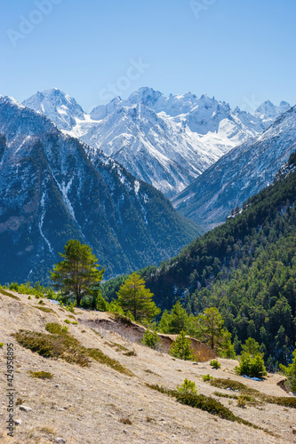 Spring view of green pine forest against snowy Caucasus mountains in Irik gorge, Kabardino-Balkaria, Russia.