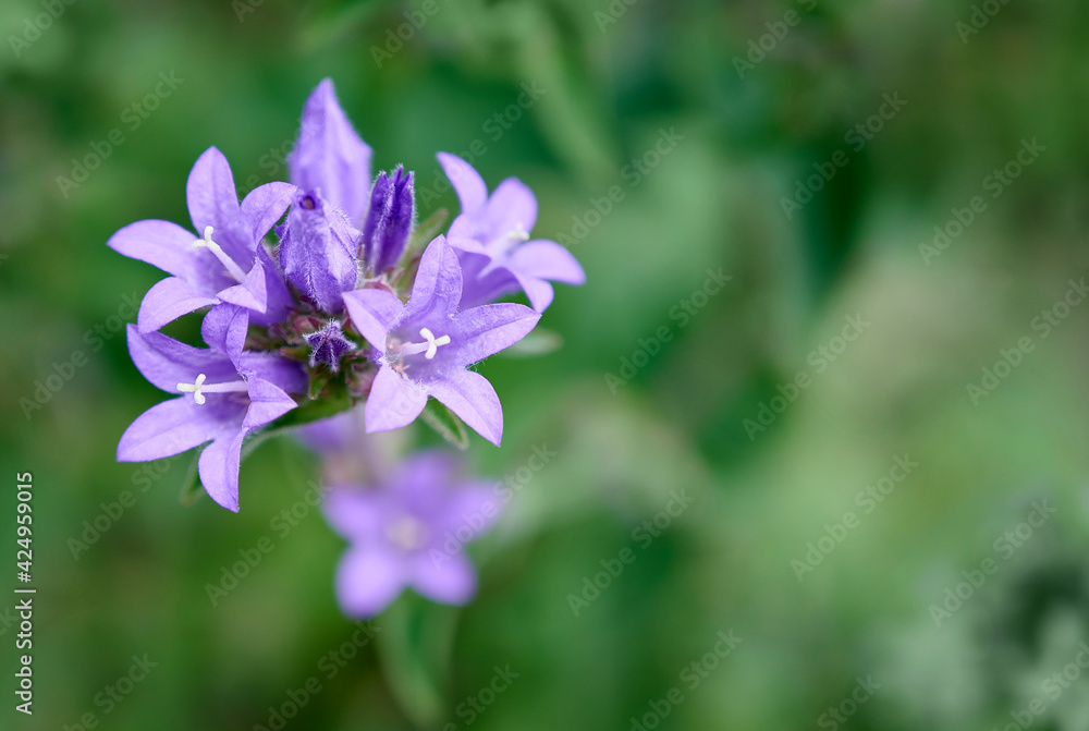 Macro of violet flower of clustered bellflower (Campanula glomerata, Dane's blood). Delicate purple flowers on a blurred green background. Plants of the family Campanulaceae.