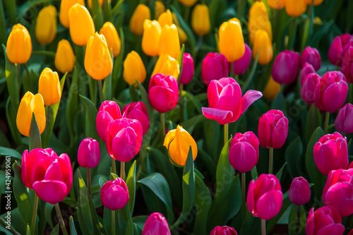 Bright  colorful scarlet and yellow tulips.