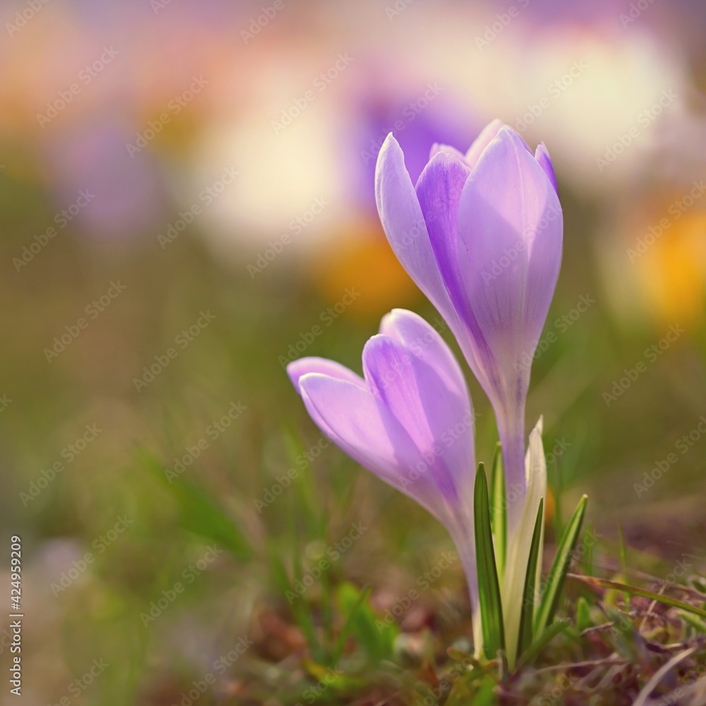 Spring flowers. Colorful nature background. Close-up of a group of blooming colorful crocus. (Crocus vernus) Spring flowers. Colorful nature background. Close-up of a group of blooming colorful crocus. (Crocus vernus)