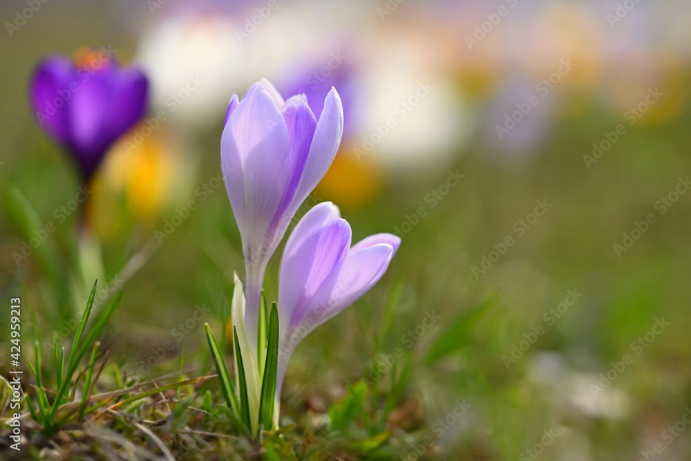 Beautiful spring background. Close-up of a group of blooming colorful crocus flowers (Crocus vernus) Beautiful spring background. Close-up of a group of blooming colorful crocus flowers (Crocus vernus)