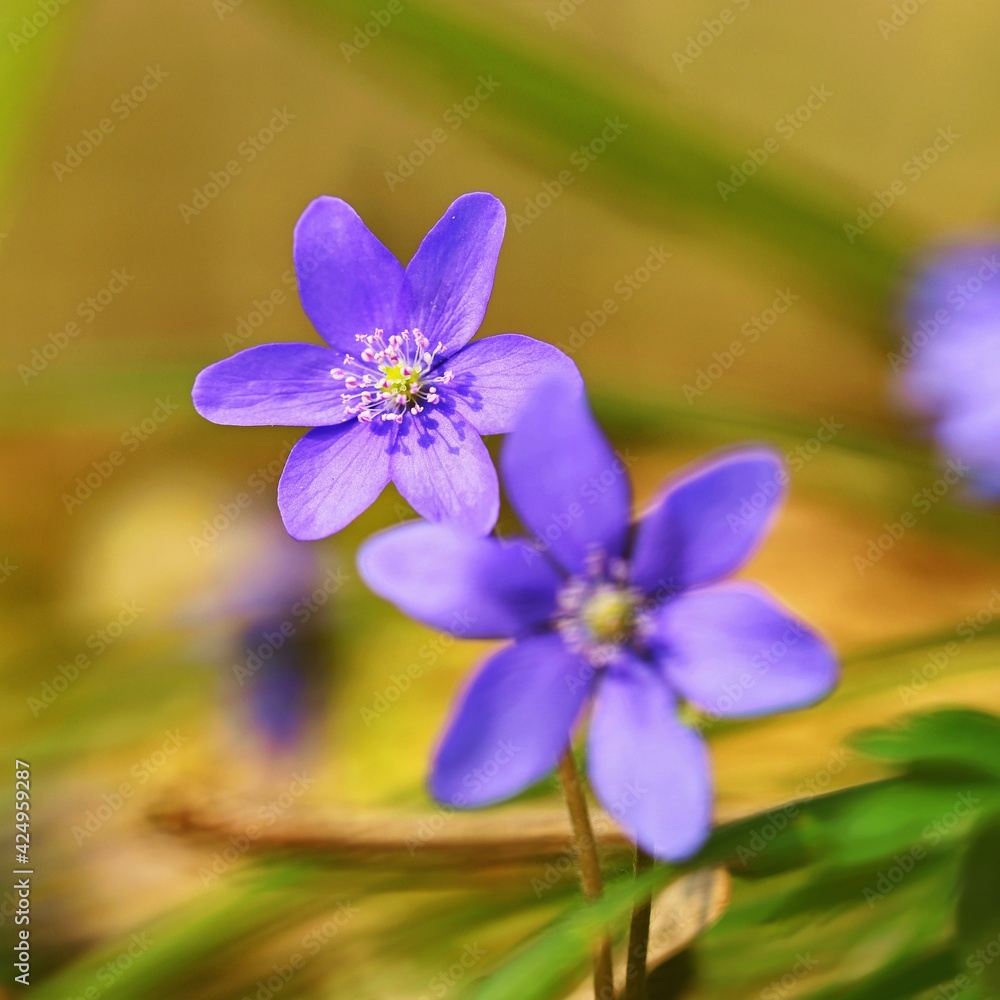 Spring flower. Beautiful purple plant in the forest. Colorful natural background. (Hepatica nobilis) Spring flower. Beautiful purple plant in the forest. Colorful natural background. (Hepatica nobilis)