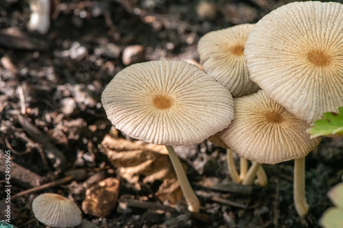 mushrooms in the forest