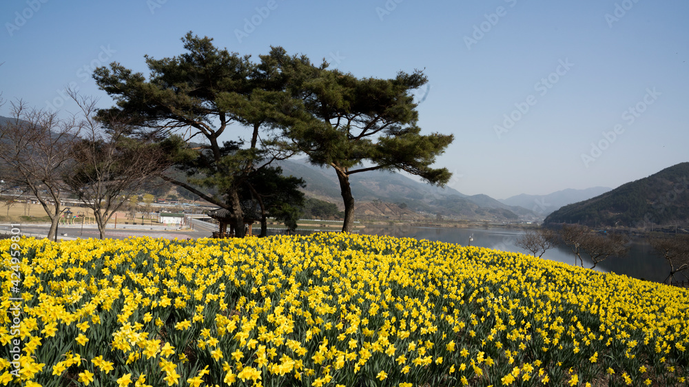 Obraz premium 호숫가의 꽃동산에 노란 수선화가 활짝 피다.