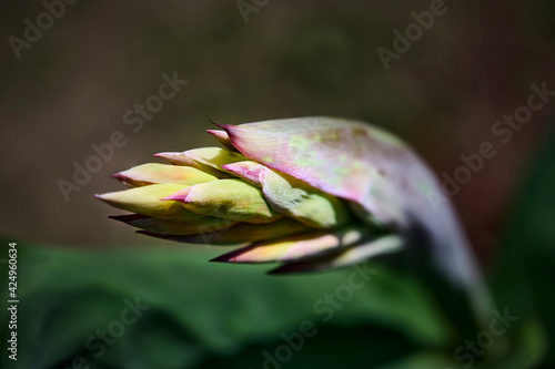 Green graphic Bud of Canna flower (canna lily, Canna edulis) close up. green abstract floral background photo