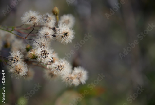 A branch of dry, fluffy faded flowers on a brown blurred background. Delicate autumn background. Hieracium umbellatum (Hieracium canadense, Canadian hawkweed). Close up