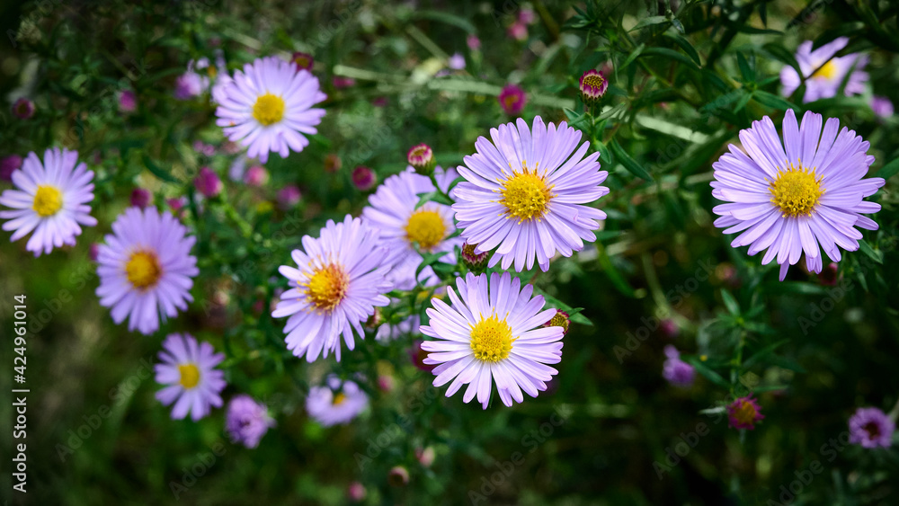 Blue aster flowers on a background of green foliage. purple floral background. selective focus. Close-up. Blue aster flowers on a background of green foliage. purple floral background. selective focus. Close-up.