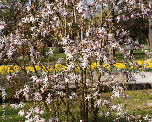 Quadro em tela Magnolia de Loebner 'Leonard Messel' ou Magnolia loebneri à fleurs étoilées, pét