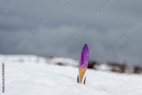 crocus nella neve