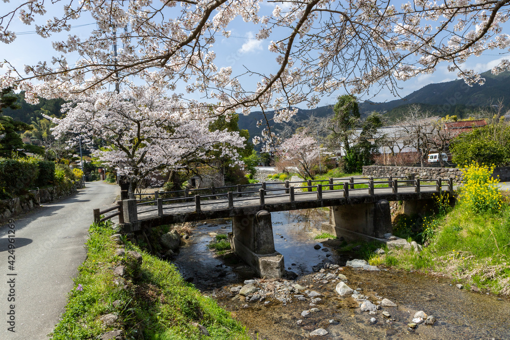 秋月野鳥川に架かる秀都橋と桜と菜の花の風景　福岡県朝倉市