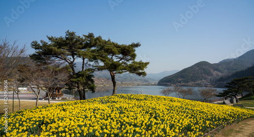 호숫가의 꽃동산에 노란 수선화가 활짝 피다.