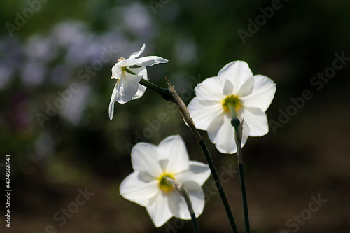Fototapeta Naklejka Na Ścianę i Meble -  white and yellow flowers