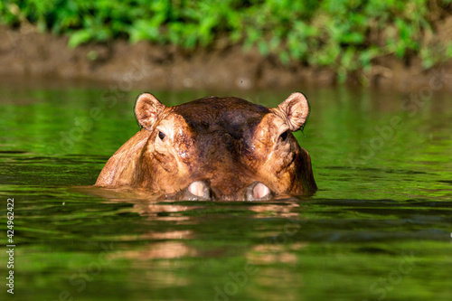 hippopotamus in the river in Lower Zambezi National Park
