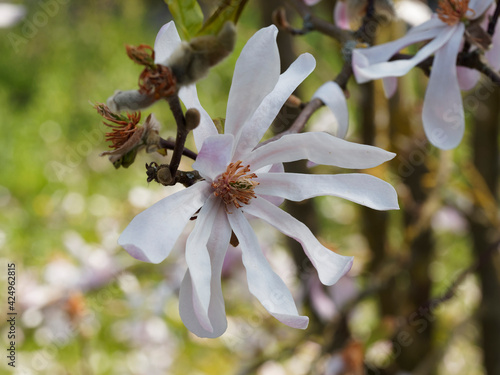 Quadro em tela Gros plan sur une fleur en étoile de Magnolia de Loebner ou Magnolia loebneri 'L