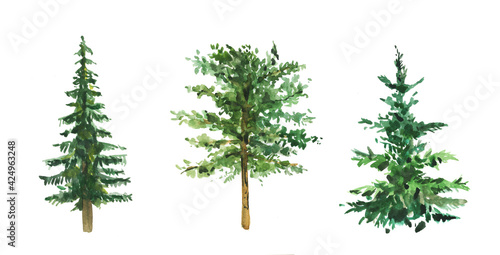 Watercolor hand painted watercolor aquarelle pine trees, evergreen trees isolated on white. Ideal for winter cards, merry christmas, new year party decoration. Book botany illustration.