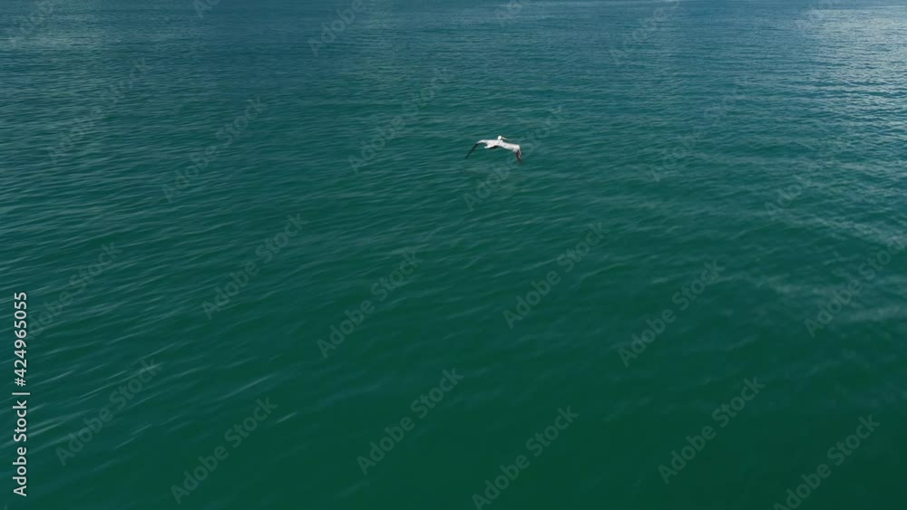 Brown pelican Pelecanus occidentalis flying super fast over the pacific ocean Costa Rica aerial sunny day Brown pelican Pelecanus occidentalis flying super fast over the pacific ocean Costa Rica aerial sunny day