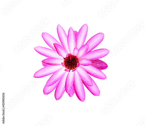 Pink lotus flowers or water lily isolated on white background   clipping path