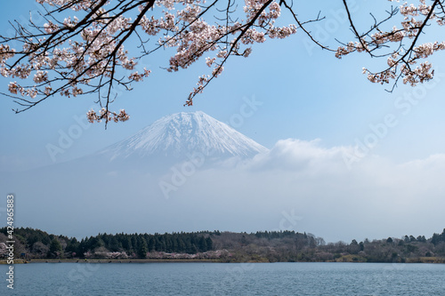 春の田貫湖湖畔の風景　4月 © 正人 竹内